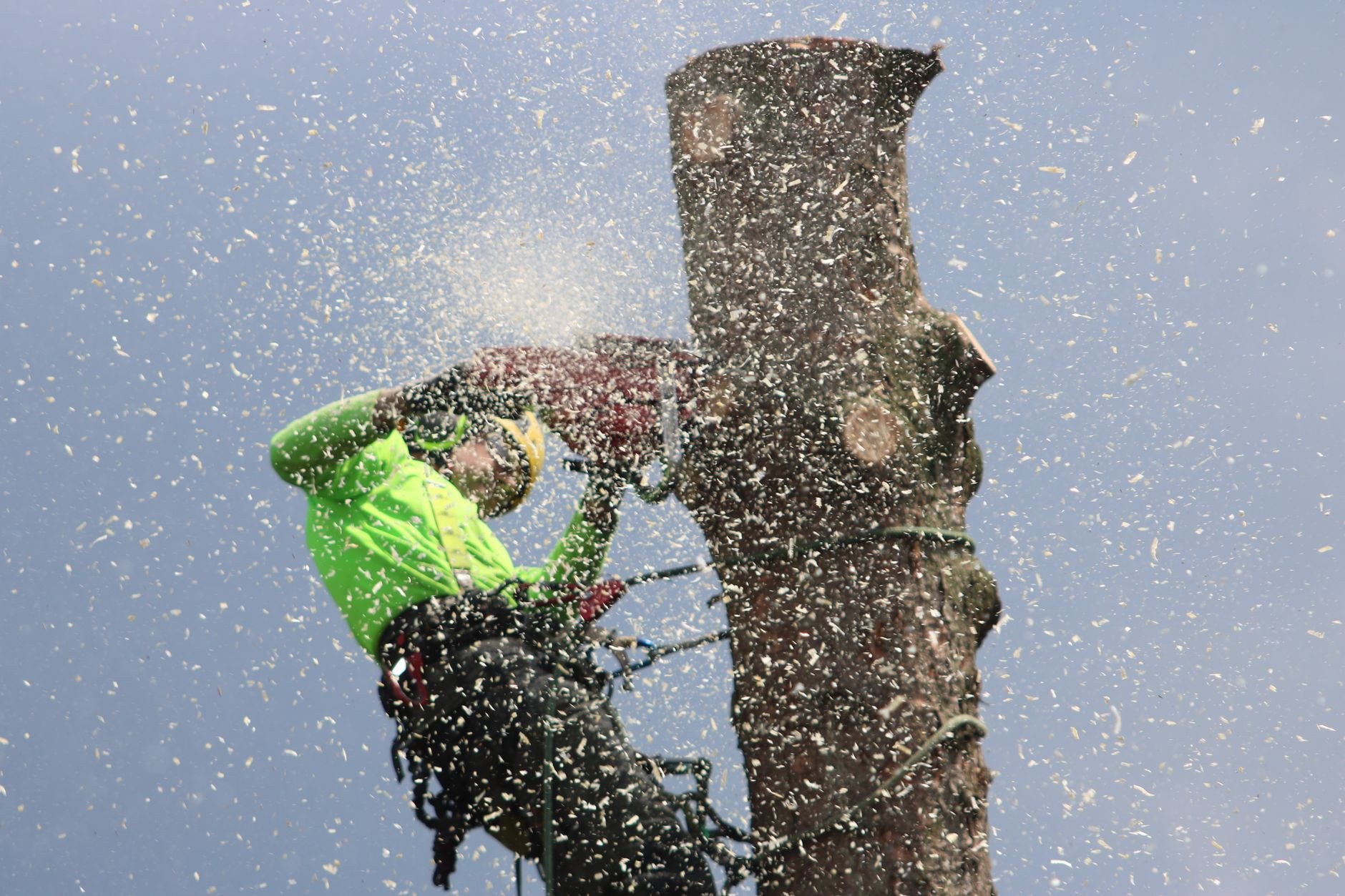 Arborist working at the base of a large trunk
