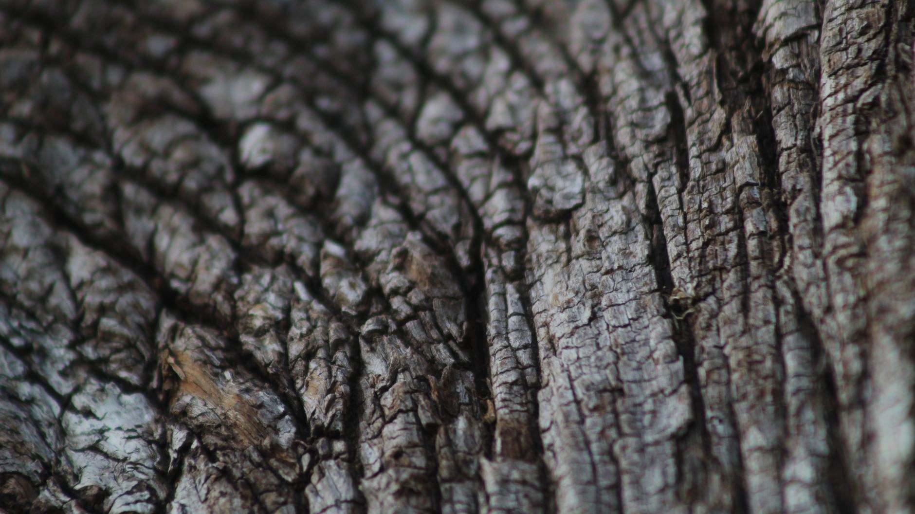 Deep ridges in mature tree bark