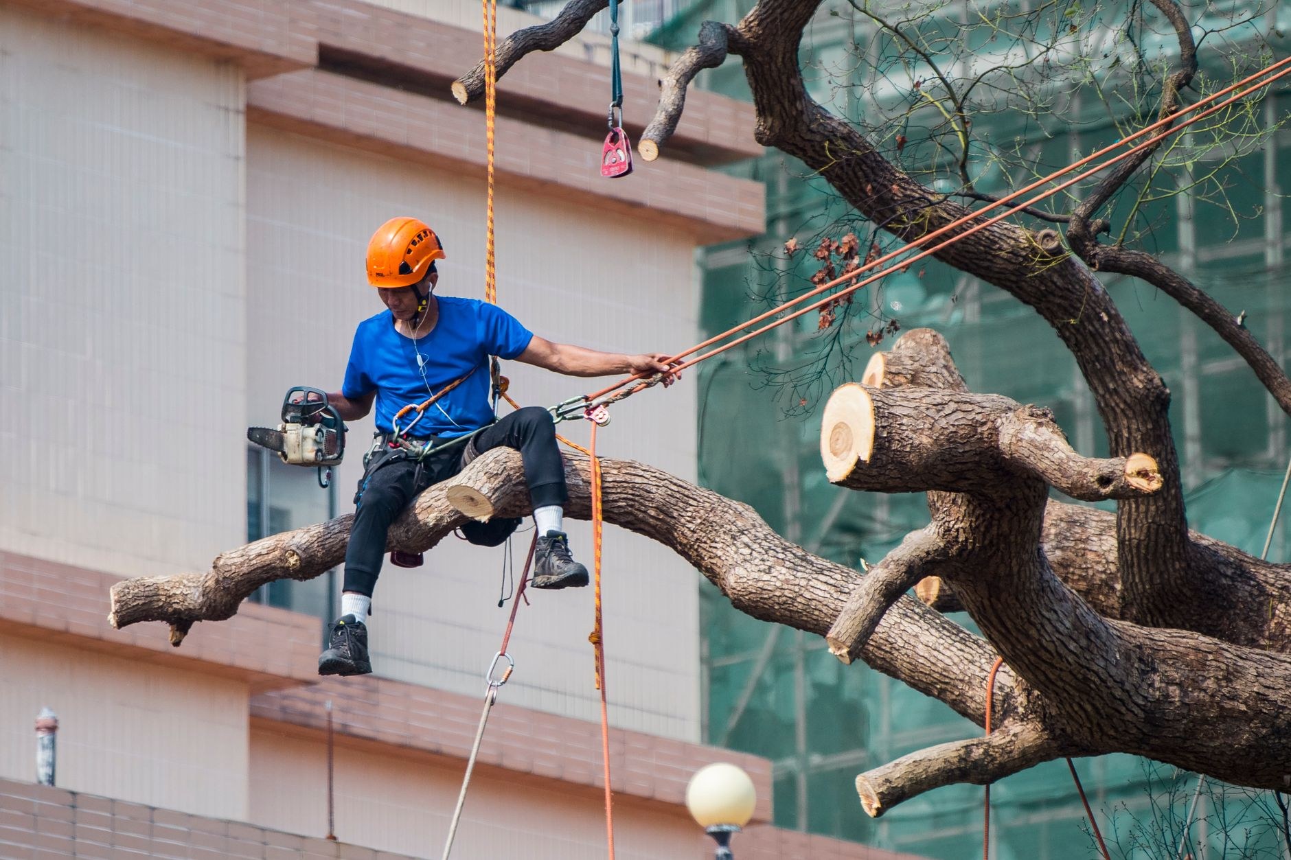 Tree Wolves climber roped high on a bare trunk during a controlled removal