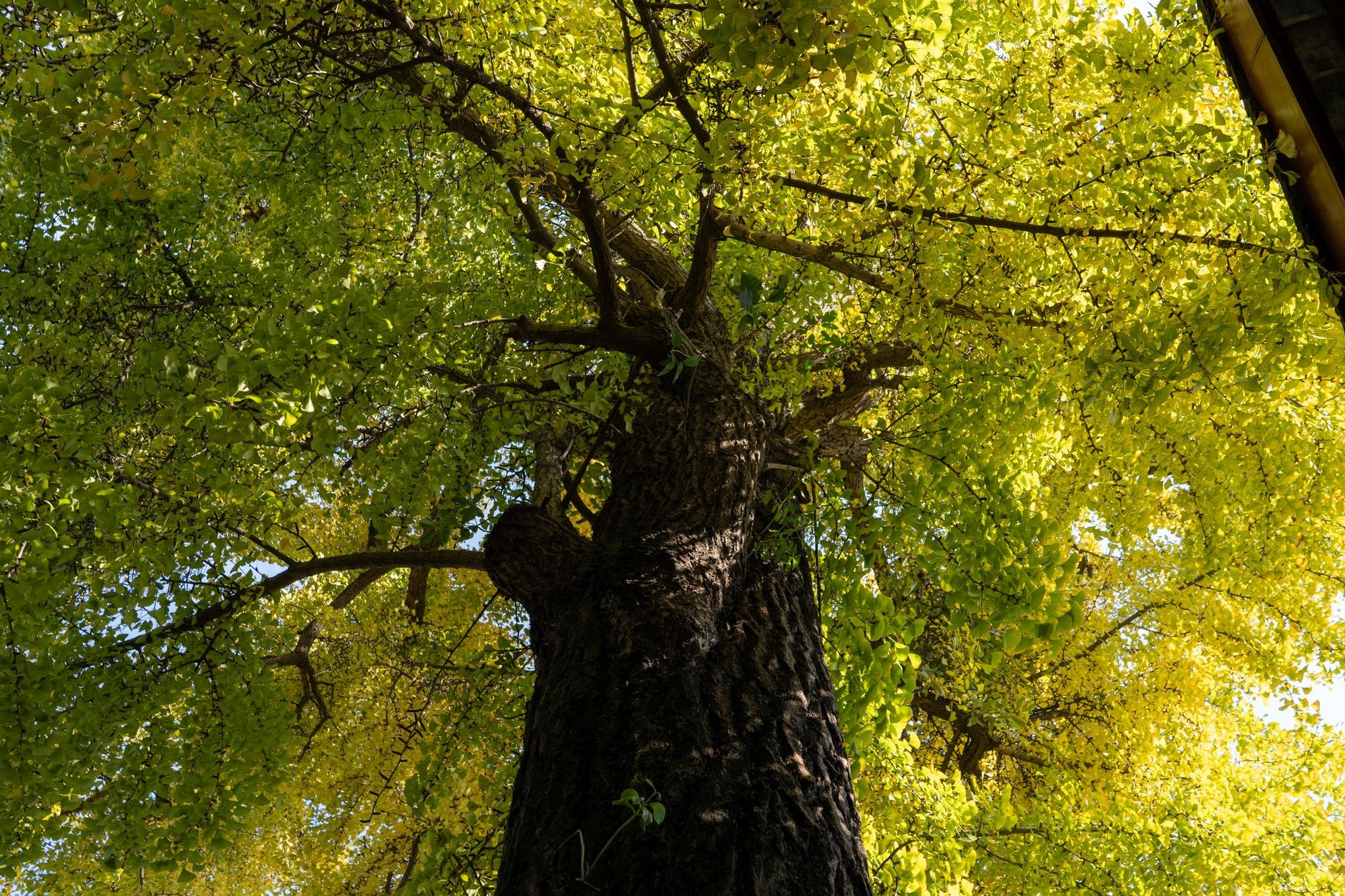 Climber working in a dense green canopy