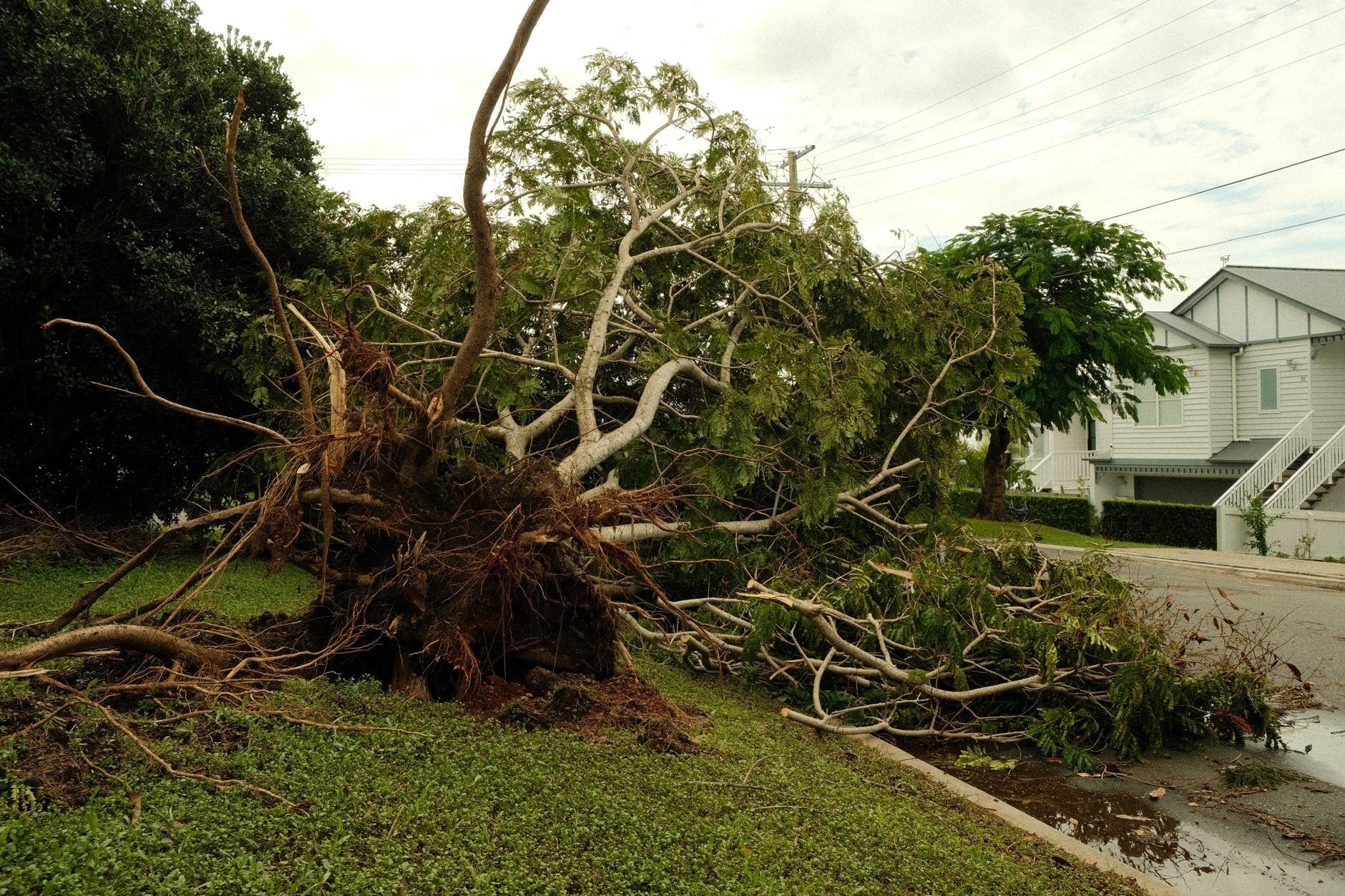 Storm-damaged tree cleared after it came down